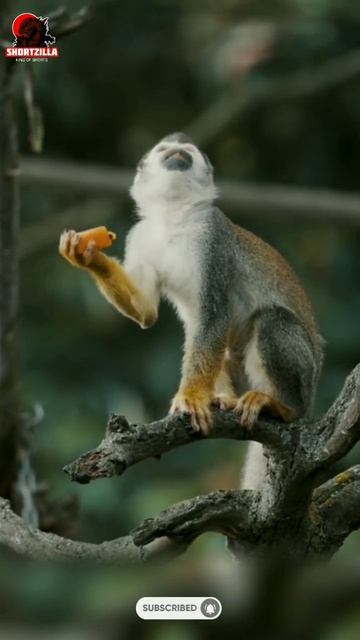 squirrel monkey sounds | monkey preschool animals north america | monkey preschool animals africa смотреть онлайн