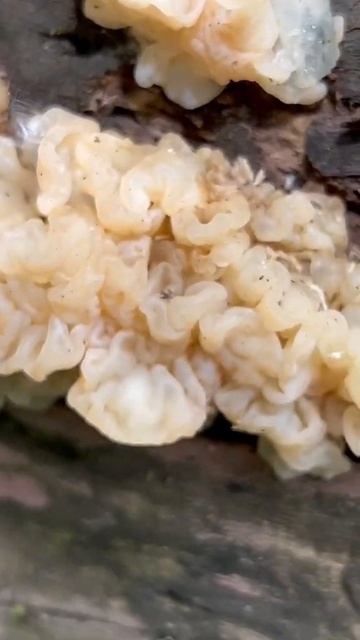 Snow Fungus
