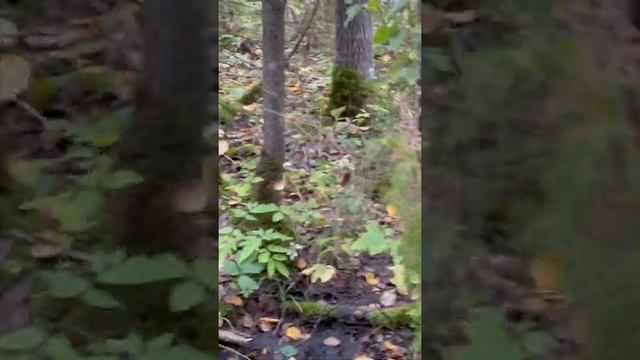 Последний раз за грибочками) смотреть онлайн