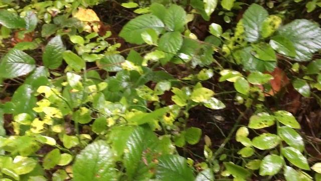 Гриби в Карпатах 2022 / БІЛІ ГРИБИ НЕ ПЕРЕСТАЮТЬ РАДУВАТИ