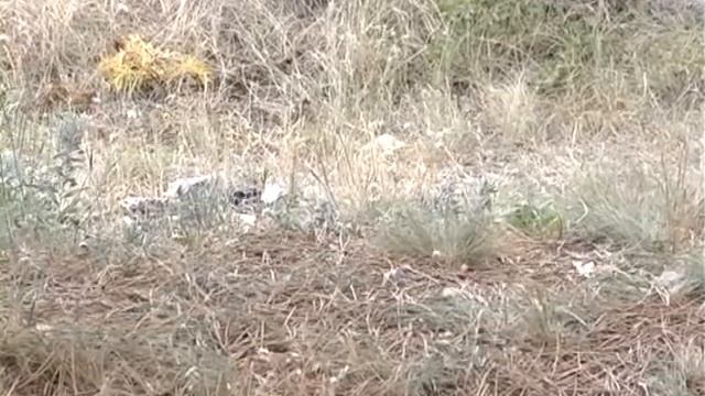 МЧС предупреждает: с наступлением жары в регионе участились случаи возгораний смотреть онлайн