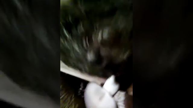 Грибы вешенка третяя волна
