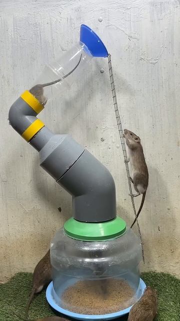 Best home mouse trap / good rat trap 2024 #rattrap #mousetrap #rat смотреть онлайн