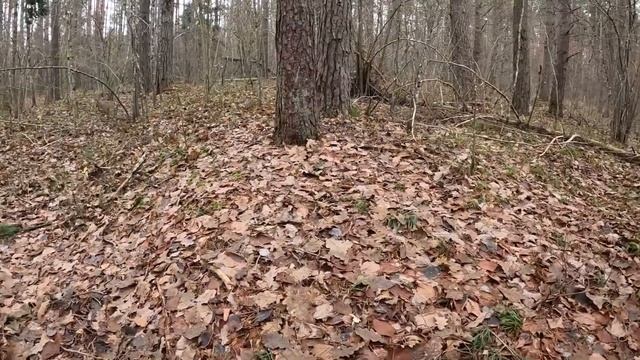 Прогулки за грибами | Последние лисички в этом сезоне. смотреть онлайн