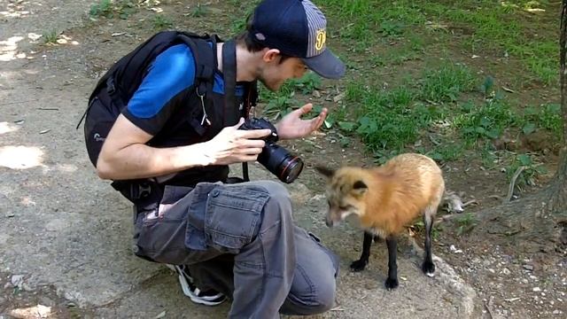 Japan, Zao Fox Village смотреть онлайн