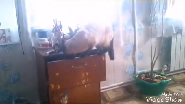 Утро Моей кошки смотреть онлайн