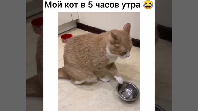 КОТ С ПУСТОЙ МИСКОЙ ТРЕБУЕТ КОРМА смотреть онлайн