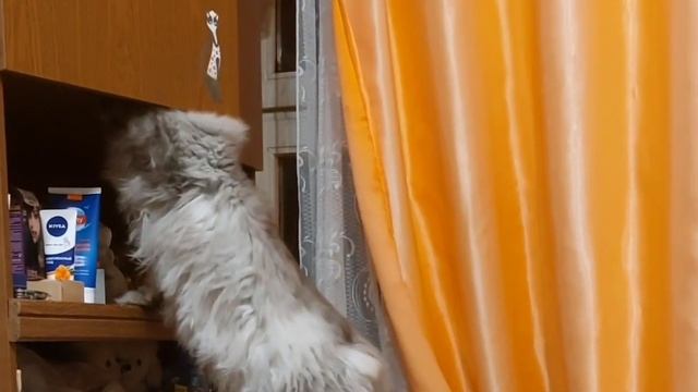 Котик-наглец))) смотреть онлайн