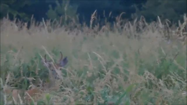 Встреча в парке смотреть онлайн