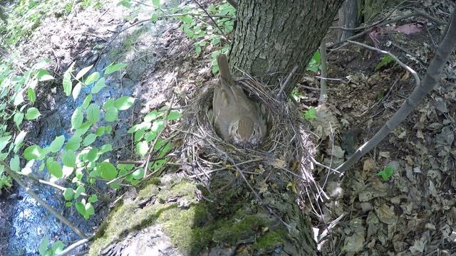 Дрозд Певчий 170514 6 у путей 170527 вылупление 4 смотреть онлайн