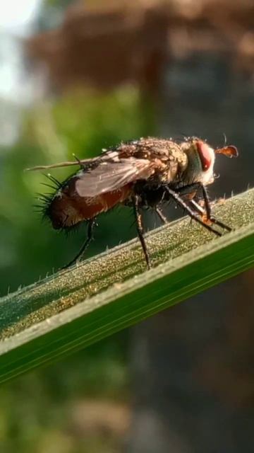 Big Housefly.... photography.@DhanBahadur55 #nature #Dhanbahadurkc #housefly #photography смотреть онлайн