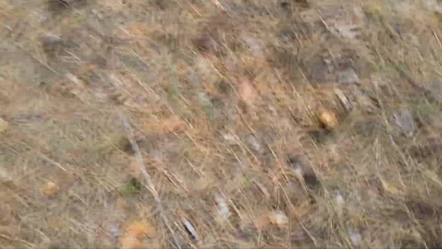 осенняя пора -  грибов очарование.