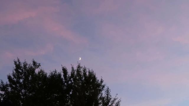 Закат кошка луна смотреть онлайн