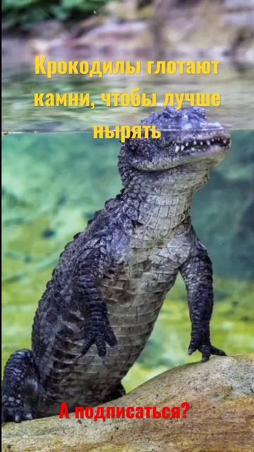 Крокодилы глотают камни чтобы лучше нырять. #рекомендации #факты #подписка #крокодилы #лайк #Maximu смотреть онлайн