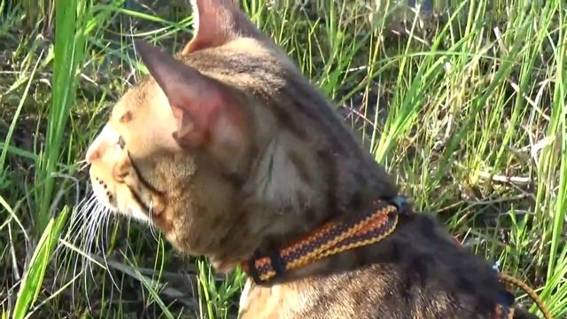 Прогулка с котом смотреть онлайн