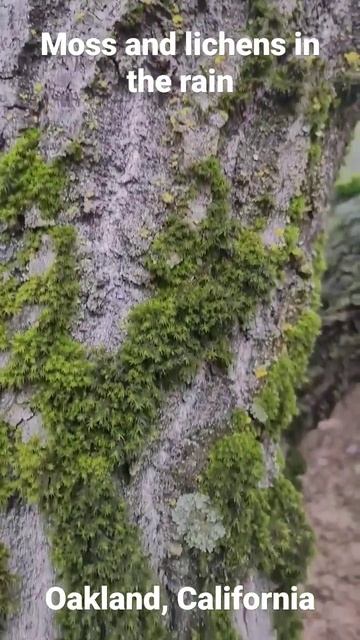 Moss and lichens in the rain, Oakland California смотреть онлайн