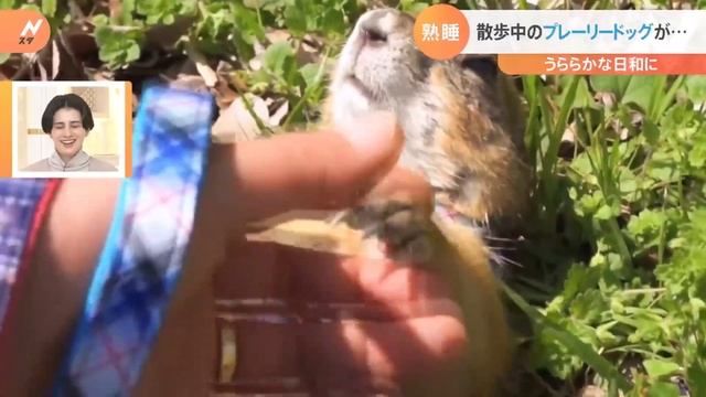 散歩中に昼寝するプレーリードッグ【Ｎスタ】｜TBS NEWS DIG смотреть онлайн