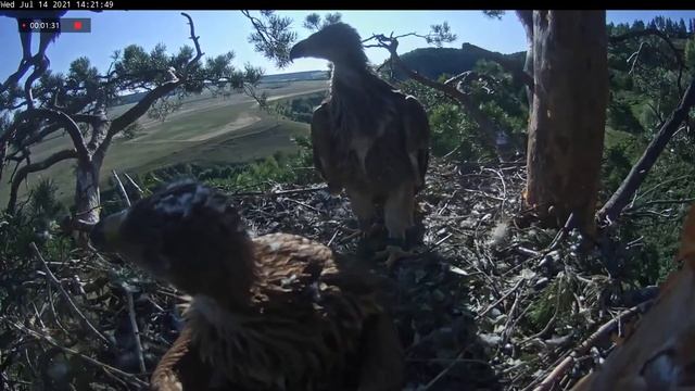 14.07.2021 17:21 Видим маму. Следим за ее полетом. Встречаем Ожидали суслика а мама с веточкой))) смотреть онлайн