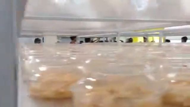 RSTDC, Thailand : Visitors from Taiwan in Cordyceps Mushroom growing room at Doichaang Coffee, Chia смотреть онлайн