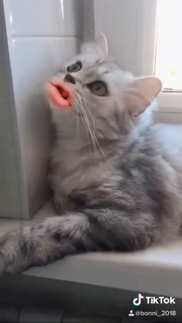 Нужно зарабатывать😼персидская шиншилла смотреть онлайн