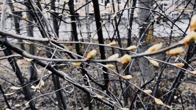 VID 20230415 212221 На дороге (Гильвик)...Павел Васильев Лахтинский