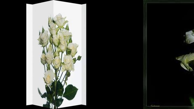 Baltas rozes video смотреть онлайн