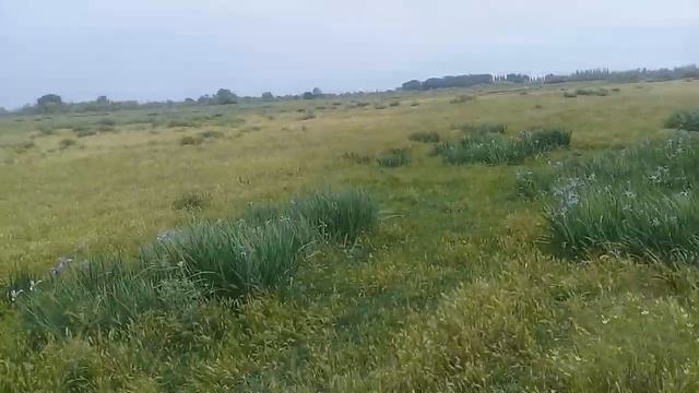 Видео про лошадей без лошадей). смотреть онлайн