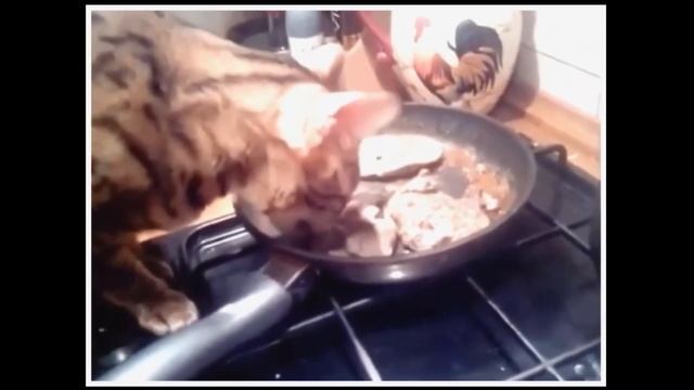 Коты 2021 | Смешные коты 2021 | Смешные животные 2021 смотреть онлайн