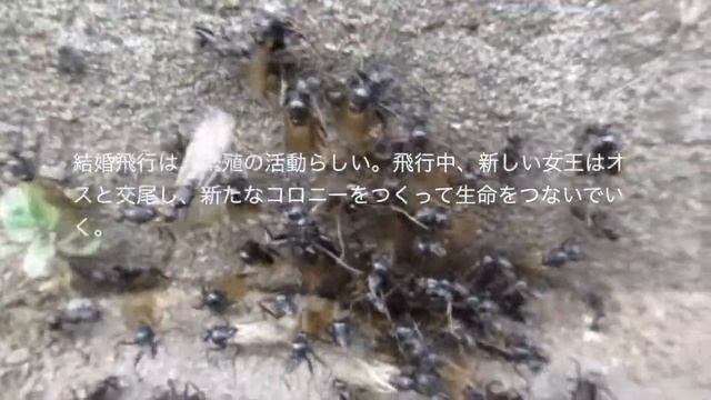 アリの「結婚飛行」20220426,masahiro tsuji。 смотреть онлайн