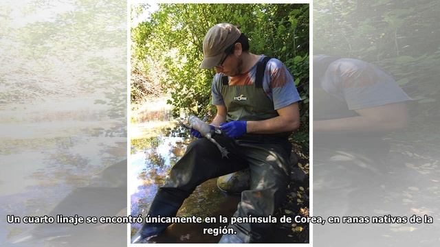 Estudio genético revela los orígenes del hongo responsable de pandemia mundial de anfibios смотреть онлайн