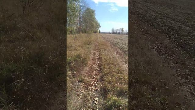 оДва 9 (ти) месячных брата вышли на охоту на лис и зайцев. а поймали алабая. 😱 смотреть онлайн