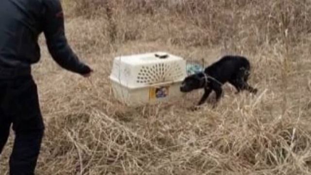 Мужчины ехали по шоссе и увидели клетку на обочине… Они спасли жизнь этой крохе! смотреть онлайн