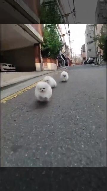 Beautiful dogs shots смотреть онлайн