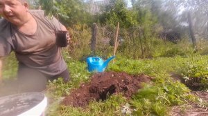 посадка  Азиминой  - Северный банан  азимина    экзотическое растение пробуем сажать азимину