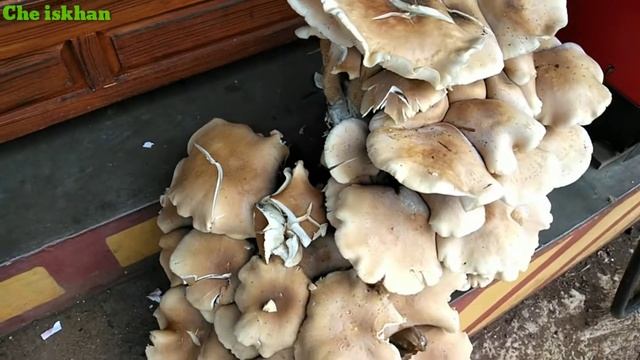 Jamur raksasa / jamur terbesar смотреть онлайн