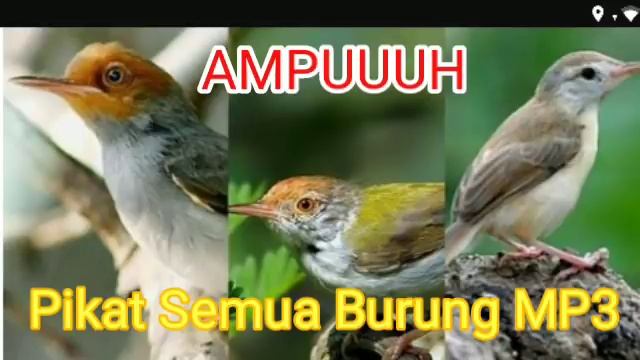 Pikat Burung MP3, Untuk Semua Burung kutilang, ciblek, kolibri, prenjak смотреть онлайн