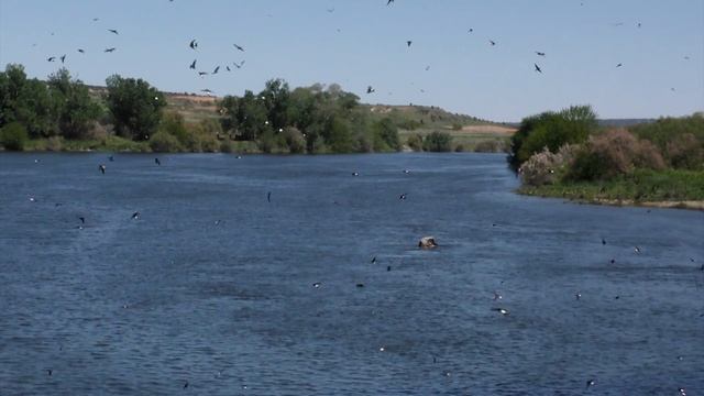 The cities of the Common House Martin, Delichon urbicum смотреть онлайн
