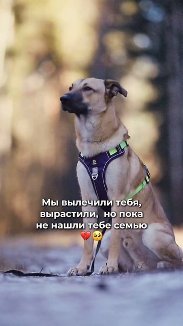 Малвин #собака #love #любовь #goldenretriever #собаки #germanshepherd #animals #топ #pets ищет дом💔 смотреть онлайн