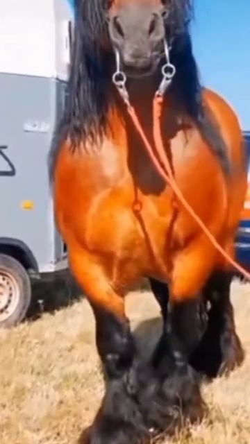 most powerful horse 🔥 смотреть онлайн
