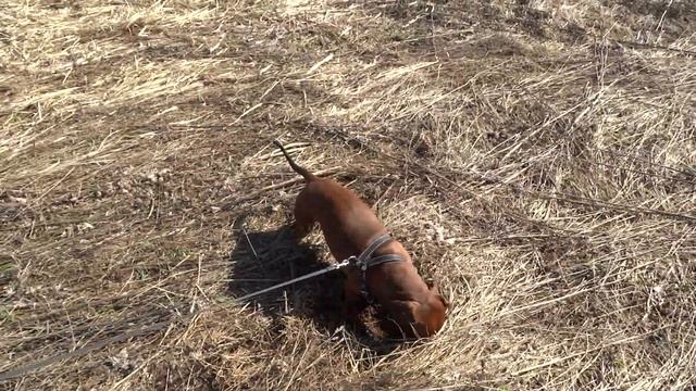 Чак на прогулке. 1 мая 2019 г смотреть онлайн