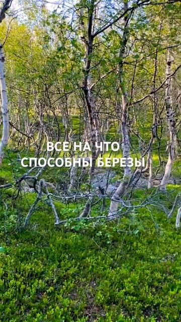Максимальная ВЫСОТА берез в Заполярье. СУРОВЫЙ климат не дает расти выше. Поход по Кунгследен 450 к смотреть онлайн
