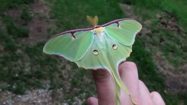 Actias Luna Moth - Green Lunar Moth смотреть онлайн