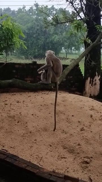 funny monkey eating 🐵😂#shorts смотреть онлайн