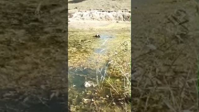 Черепахи смотреть онлайн