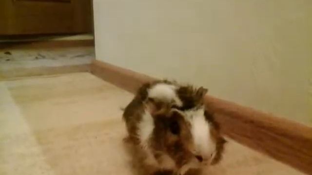 Мой хомяк "Хома"-||-ведёт себя по хомятцкий🐹 смотреть онлайн