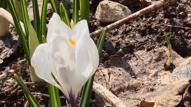 Первоцветы на участке