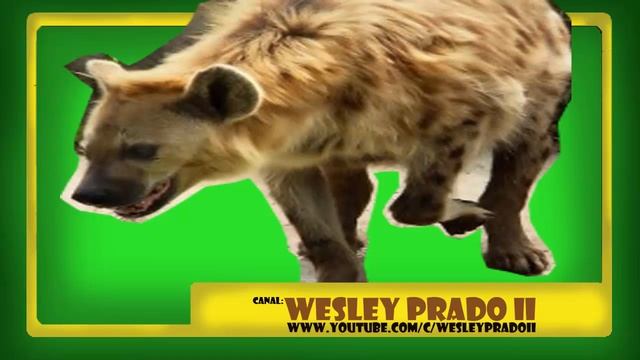 efeito sonoro de hiena - sound effect of hyena смотреть онлайн