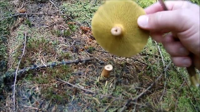 За грибами после работы. #грибы #лес