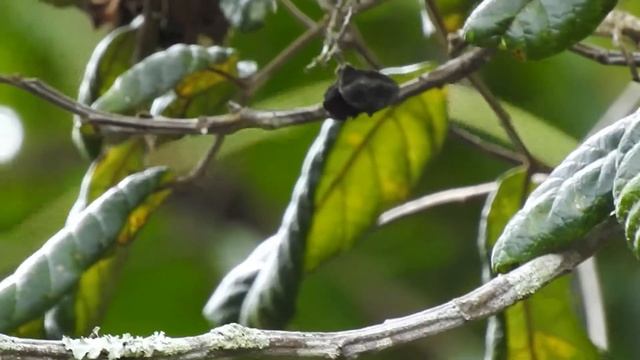 Saí-azul (Dacnis cayana) - Blue dacnis смотреть онлайн