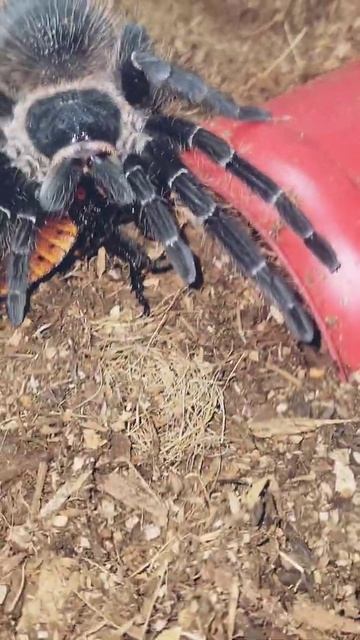 LP takes down big hissing cockroach, Lasiodora Parahybana, salmon pink birdeater #lp #nomnom #short смотреть онлайн